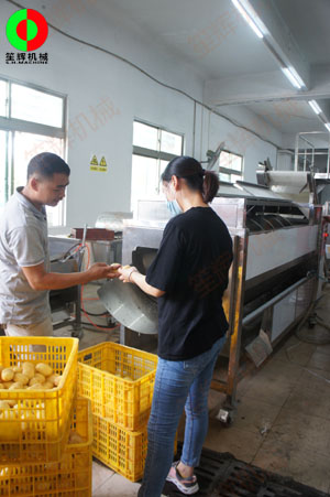连续式土豆去皮机针对客户带来的大批土豆现场进行加工处理测试！
